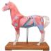 Horse Acupuncture and Moxibustion Point Model Horse Acupuncture and Moxibustion Anatomical Model Acupuncture and Moxibustion Point Model with 114 Acupuncture and Moxibustion Points