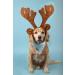 Lionet Paws Christmas Dog Bandana | Festive Reindeer Headscarf for Small Medium & Large Dogs - Buy Online on GoSupps.com