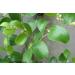 HJK Elantha Elai | Ziziphus Mauritiana Dry Leaf Powder 300g - Buy Online on GoSupps.com