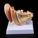 Ear Human Anatomy Model 1.5 Times Life Size Medical Training Support - Buy Online on GoSupps.com