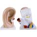 Human Ear Anatomy Model 3X Magnification it is consisting of External Ear Ear Rock Humeral Ear and Labyrinth Inside - Buy Online on GoSupps.com