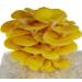 Golden Oyster Mushroom Grain Spawn - 1 lb. Freshly Made & Ready to Use - Buy Online on GoSupps.com