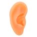 Simulated Left Ear Mould - Lifelike Fake Ear Model for Hospital Education - Buy Online on GoSupps.com