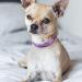 Buy Tagme Personalized Purple Dog Collar for Small Dogs | Embroidered Reflective Nylon with Pet Name & Phone Number - International Shipping Available - Buy Online on GoSupps.com
