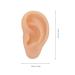 Scicalife Silicone Left Ear Model - Ear Cleaning & Earwax Remover - Authentic Modeling Ear - Buy Online on GoSupps.com