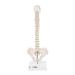3B Scientific A18/21 Mini Human Spinal Column Model "Flexible" on Base 17.3-Inch Height