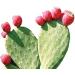 Maxx Herb Organic Red Nopal Cactus Powder - Digestion & Immune Support - 10 Oz Bag (28 Servings) | Vegan, Non-GMO, Gluten-Free - Buy Online on GoSupps.com