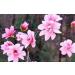 Natural Code - Dried Flos Magnoliae - Magnolia Flower - Xin Yi Hua - - Non GMO - Vegan - No Preservatives or Additives - 100% Natural - Buy Online on GoSupps.com
