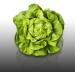500 Seeds to sow Le Grenier d Abondance Appia Butter Lettuce Lactuca Sativa - Buy Online on GoSupps.com
