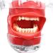 Buy Head Model Simulator - Realistic 3D Anatomical Models for Sale | Worldwide Shipping - Buy Online on GoSupps.com
