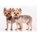 Eureka MARCOPOLO Advanced Pet Tracking Tag Accessory - Pet Monitoring and Locating System - Buy Online on GoSupps.com