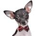 Pet Heroic Pet Dog Cat Collar with Grid Bow tie Adjustable Plaid Pet Dogs Cats Comfortable Durable Bowtie Collars for Small Medium Large Dogs Cats in 3 Styles M Red-grid - Buy Online on GoSupps.com
