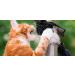 CatBib - Saves Birds Protects Cats (Small Rainbow) S Rainbow - Buy Online on GoSupps.com