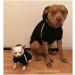 Ducomi 100% Cotton Dog Sweatshirt | Warm Monochrome Coat for All Breeds | Sizes XS to 9XL (Black 2XL) - Buy Online on GoSupps.com