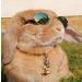 YAODHAOD Pet Dog Cat Sunglasses Classic Retro Round Metal Prince Princess Sunglasses Puppy Katie Photo Props Toys(2 Pack (8cm Blue gradient) - Buy Online on GoSupps.com