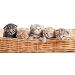 Spa Pure Kittens in Basket - 6 Adorable Hidden Kittens Bath Bomb XL 5 oz (6 Count) Multicolor Pack - Buy Online on GoSupps.com