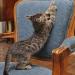 Sweet Willow Kitty Behave Cat Scratching Spray 500ml - Stop Unwanted Scratching - Buy Online on GoSupps.com