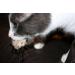Purrs Mouse attachment- Fits PurrSuit Frenzy & DaBird wand Cat Toys - Buy Online on GoSupps.com