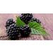 Buy Giant Blackberries Seeds - High Vitamin Low-Calorie - 50 Seeds for Global Shipping - Buy Online on GoSupps.com