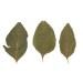 NewCal Amaranth Leaves - 20 Pack (2-4'')