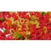 One Stop Dealers Far Far (Fryums) (200 Gram) - A Flaky Crispy And A Bit Sweet And Salty In Taste Vibrant Snacks Either Eaten As A Snacks Or Served To Accompany A Meal (Colored Numbers Pack of 3) - Buy Online on GoSupps.com