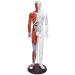 Model Anatomy Professional Medical Acupuncture Male 60 cm Super Clear Letters Media Skin Middle Muscle Model Acupoint