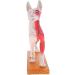 Nicfaky Anatomical Dog Model Acupuncture Anatomy Acupuncture Point Model of the Dog Body with 72 Acupuncture Points Study Model - Buy Online on GoSupps.com