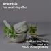 BRING GREEN Artemisia Calming Repair Cream - Redness Relief & Hydrating Sensitive Skin | Soothing Daily Skincare Routine | Intensive Moisturizer for Oily Skin - 2.53 fl.oz - Buy Online on GoSupps.com