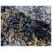 Buy Bladderwrack Powder (Fucus vesiculosus) 250g - Premium Kelp for Health Benefits | International Shipping Available - Buy Online on GoSupps.com