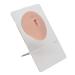 Belly Part Model Silicone Soft Navel Model Display Piercing Practice for Teaching (Medium Skin Color)