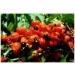 Guarana 1 kg Powder Paullinia sorbilis - Buy Online on GoSupps.com