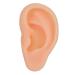 Simulated Ear Model Professional Acupuncture Practice Massage Teaching Aid(Links)