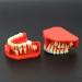 Buy Dental Study Teeth Model with Removable Gums & Permanent Teeth - Ideal for Demonstration & Education | International Shipping Available - Buy Online on GoSupps.com