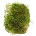 Java moss - Vesicularia dubyana - live aquarium plant - Buy Online on GoSupps.com