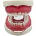 Fopytu Dental Mouth Opener - 5 Pcs Clear Orthodontic Lip Cheek Retractor Expander Accessories for Front Teeth | International Shipping Available - Buy Online on GoSupps.com