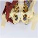Muscle Anatomical Model of The Lumbar Spine for The Repair Demonstration of Muscles of Maternal Floor - Herniated Lumbar Disc Pelvic Adult - Buy Online on GoSupps.com