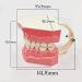 LBYLYH Dental Implant Teeth - Oral Care Brush Model & Educational Dental Template for Early Childhood Learning - Buy Online on GoSupps.com