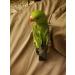 Kuso Parrot Diapers - Reusable & Washable Flight Suits for Birds | Kimono Clothing for Budgies Cockatiels & African Grey | Small Green - Buy Online on GoSupps.com