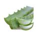 Aloe arborescens leaves bio (1 bundle of 500 g) real aloe arborescens plant (aloe arborescens miller) Dr.Kim Beisel Deutsches Aloe Vera Center eco-controlled position: IT-BIO-007