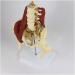Muscle Anatomical Model of The Lumbar Spine for The Repair Demonstration of Muscles of Maternal Floor - Herniated Lumbar Disc Pelvic Adult - Buy Online on GoSupps.com