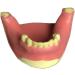 Buy Dytah Dental Jaw Teeth Demonstration Model - Lavish Gum Typodont for Teaching & Study (2 PCs) | International Shipping Available - Buy Online on GoSupps.com