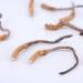 Akersunder Genuine Dried Cordyceps sinensis/winterworm summerherb Ophiocordyceps sinensis naqu cordyceps 1g. (Broken Grass with Tail)