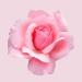 Hugo Boss Ma Vie Eau de Parfum Women's Floral Perfume With Notes of Cactus Blossom Rose Bud & Cedarwood Luxury Perfumes for Women Long Lasting Fragrance 2.5 Ounce (Pack of 1) - Buy Online on GoSupps.com