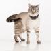 Eureka MARCOPOLO Advanced Pet Tracking Tag Accessory - Pet Monitoring and Locating System - Buy Online on GoSupps.com