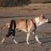 Walkabout Double Knee Brace + Chest Halter Combo Treat CCL and Other Canine Joint Injuries with this Vet-Recommended Compression Brace Built for Immediate Support and Rapid Relief Best Used for Pre/Post Operative Rehabilitation or as an Alternative To Cos - Buy Online on GoSupps.com