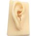 ERNZI Life Size Human Ear Model Set - 1:1 Acupuncture Educational Tool (Left & Right 9x5x7 cm) - Ideal for Students & Practitioners - Buy Online on GoSupps.com