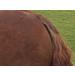 Pro-Equine Neem Oil for horses dogs poultry and pets lice flea tick mange wound care red mite itchy skin hair re-growth dry skin 250ml - Buy Online on GoSupps.com