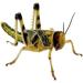 Livefoods4u Live Locusts Large x 50 (2-3.5cm) Reptile and Lizard Livefood Bulk Bag - Buy Online on GoSupps.com