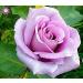 SEMI PLAT FIRM-100PCS cinese Rosa Semina White Rose cos affascinante Bonsai Fiore perenne Pianta in Vaso Per la casa Giardino Invia Regali - Buy Online on GoSupps.com