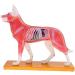 Anatomical Dog Model Acupuncture Anatomy Acupuncture Point Model of The Dog Body Animal with 72 Acupuncture Points - Buy Online on GoSupps.com